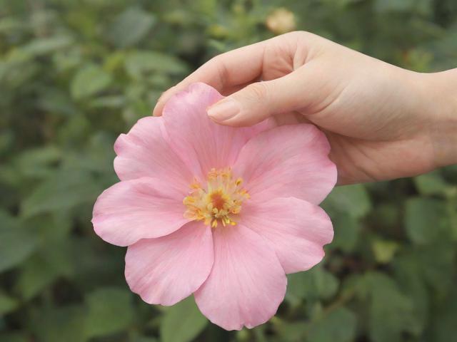 杭州除狐臭花多少钱？深度解析杭州除狐臭费用与选择